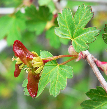 acer glabrum 1 graphic